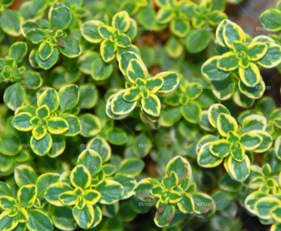 herb thyme by lightanddrawing