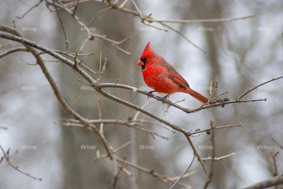 Male cardinal in a tree. 