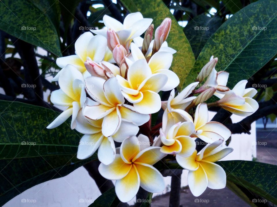 White-yellow flower