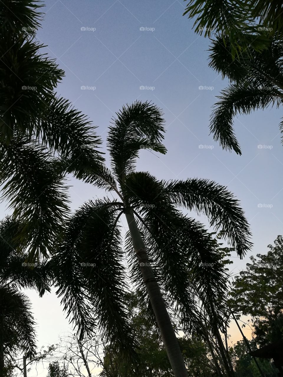 Looking up at palm trees with blue sky
