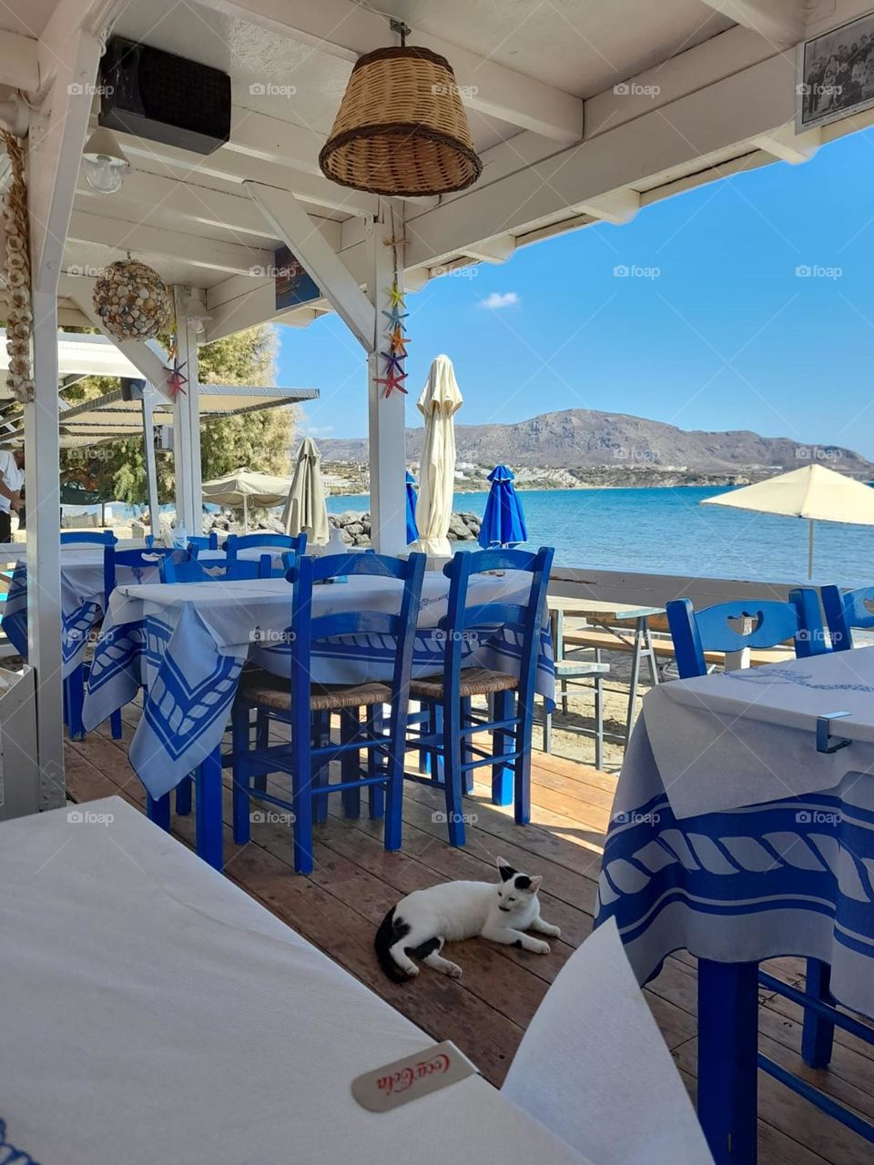 typical greek restaurant. blue and white. cat. ocean