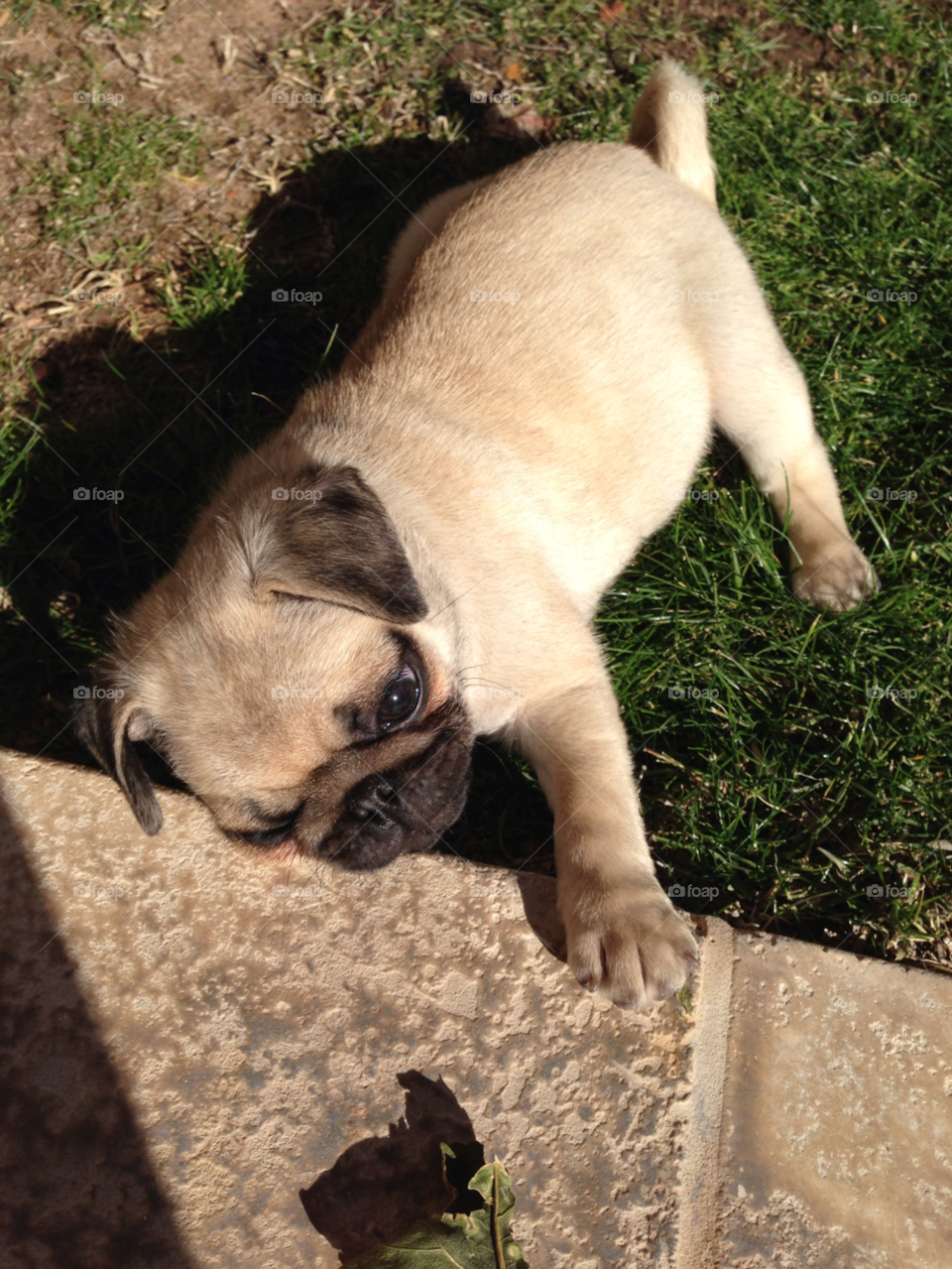 grass play puppy pug by melody