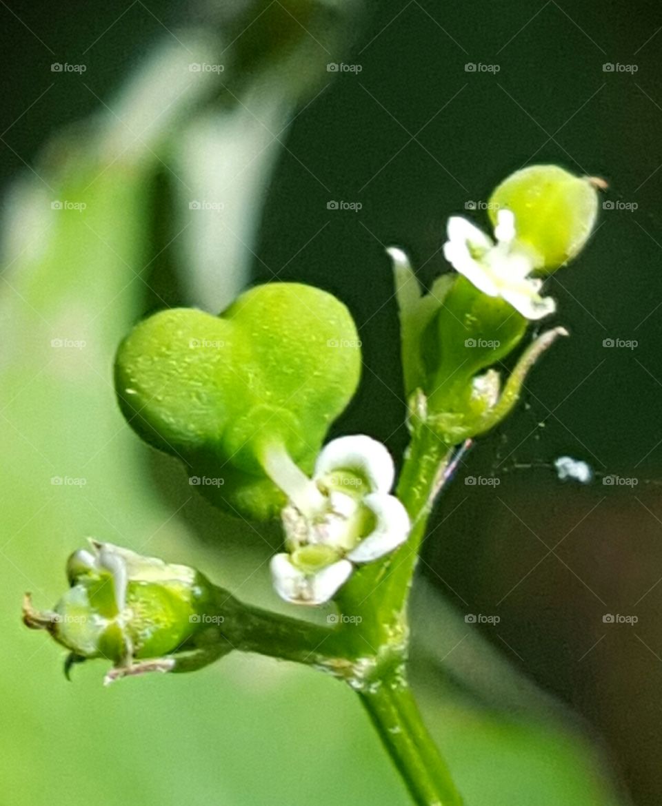 Leaf, Nature, Flora, No Person, Garden