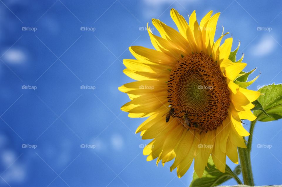 Sunflower & Blue Sky