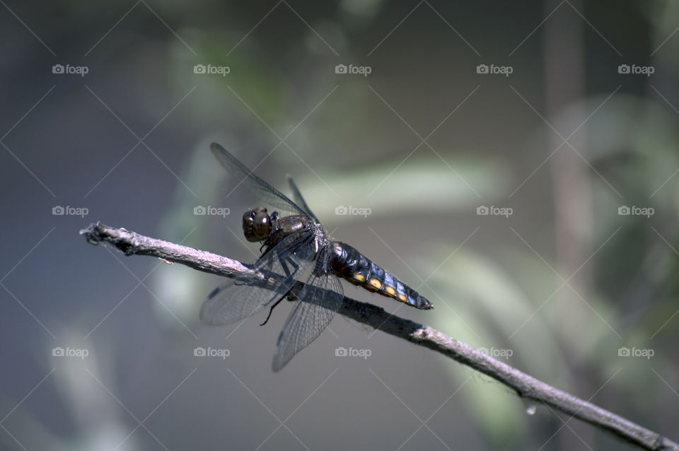 Libélula - Dragonfly