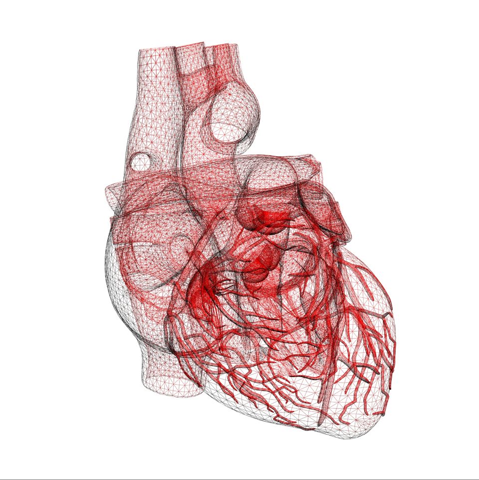 Heart 3D Wireframe Render