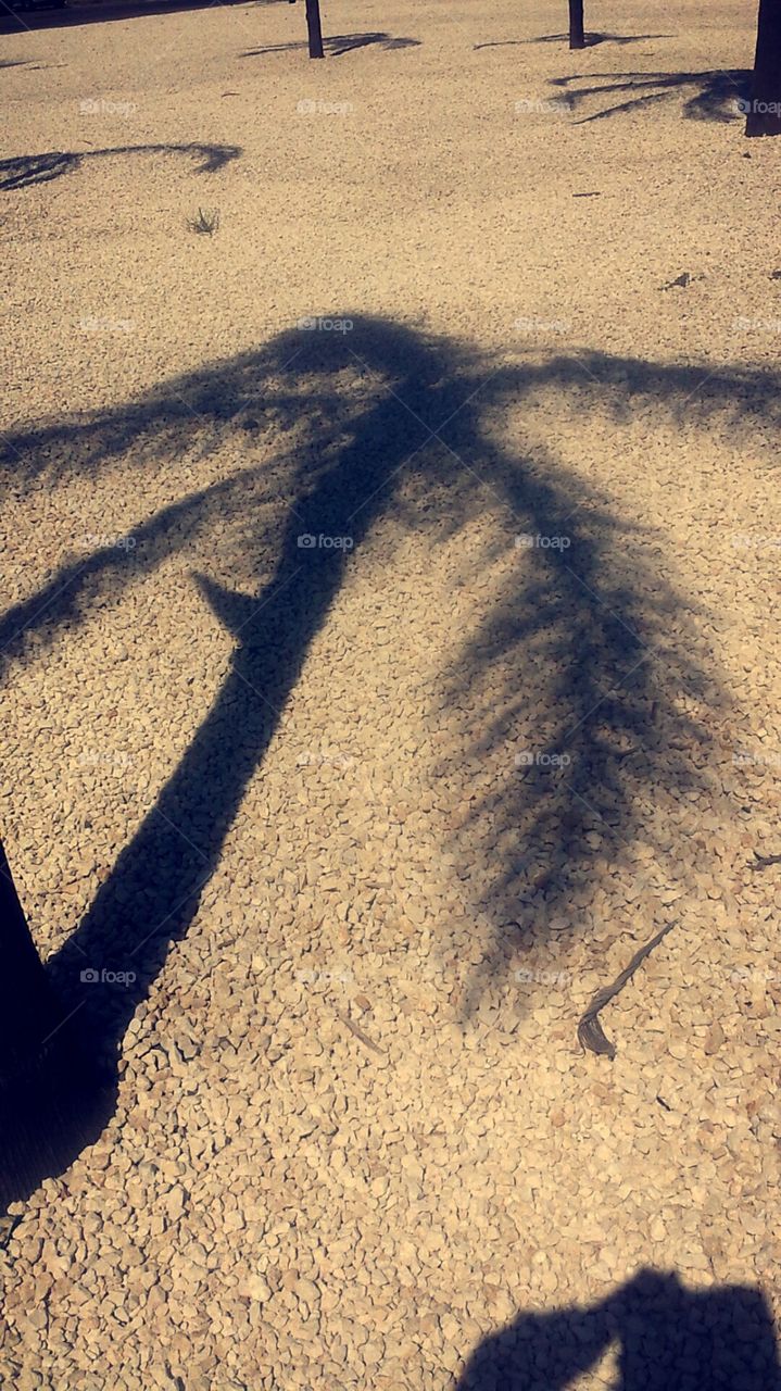 Palm shadow