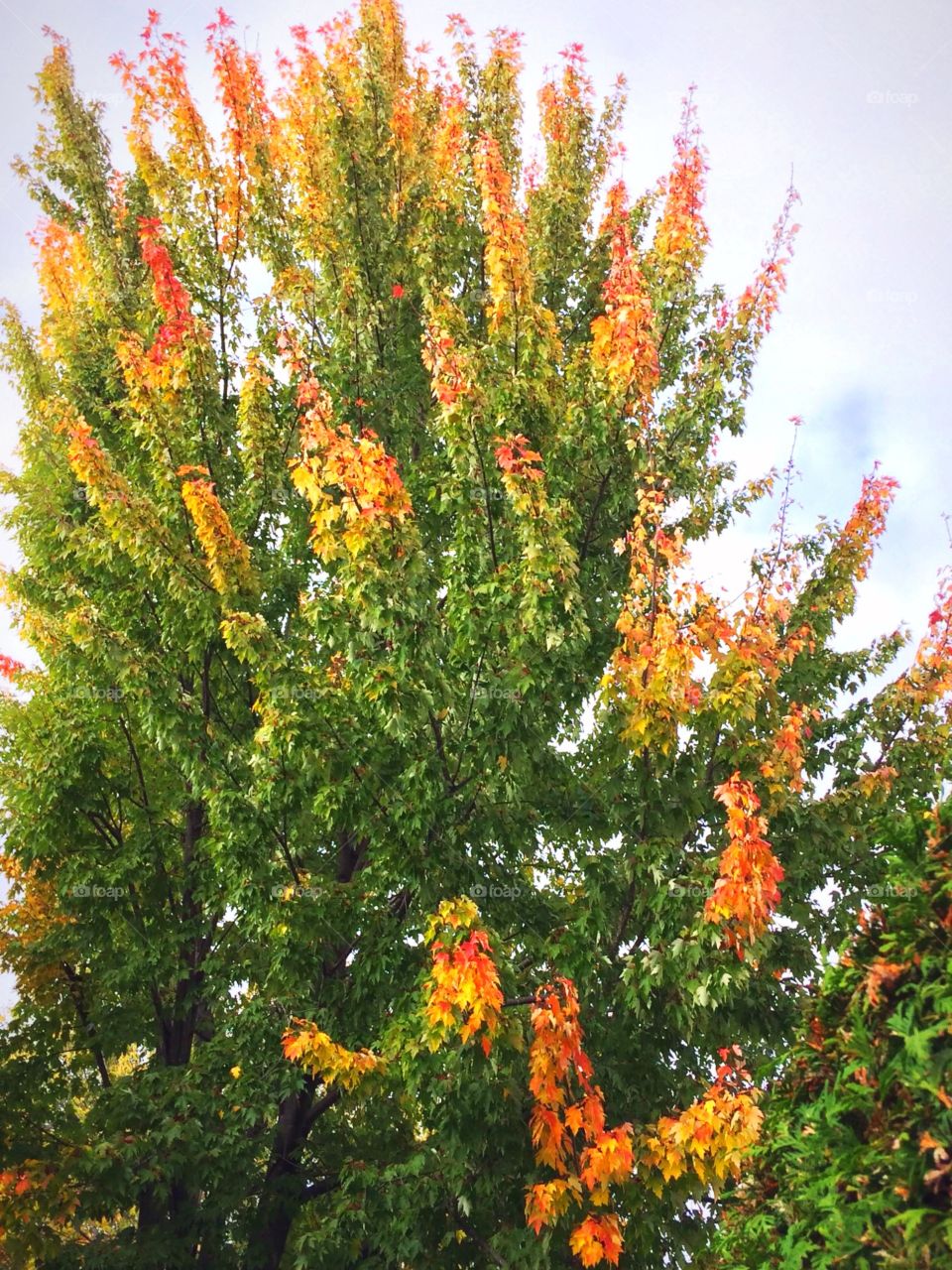 Maple tree change of colours 