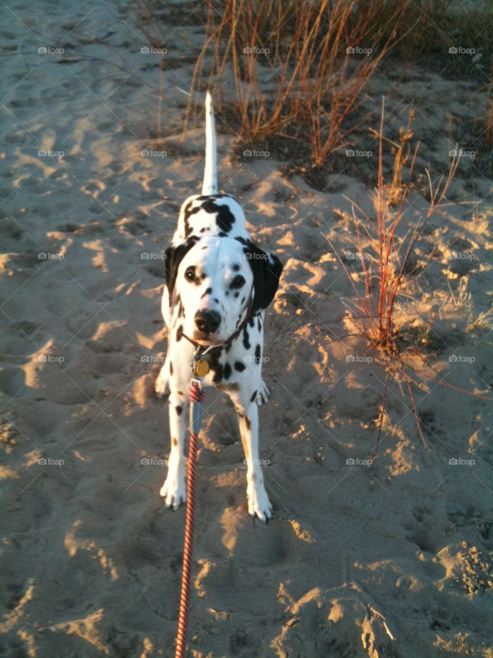 Dalmatian pup on the sand at sunset