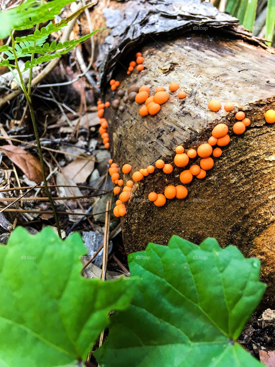 Nature walks in a South Florida forest