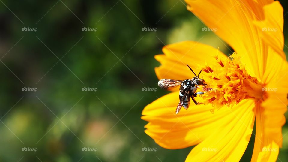 cosmos flower with bee