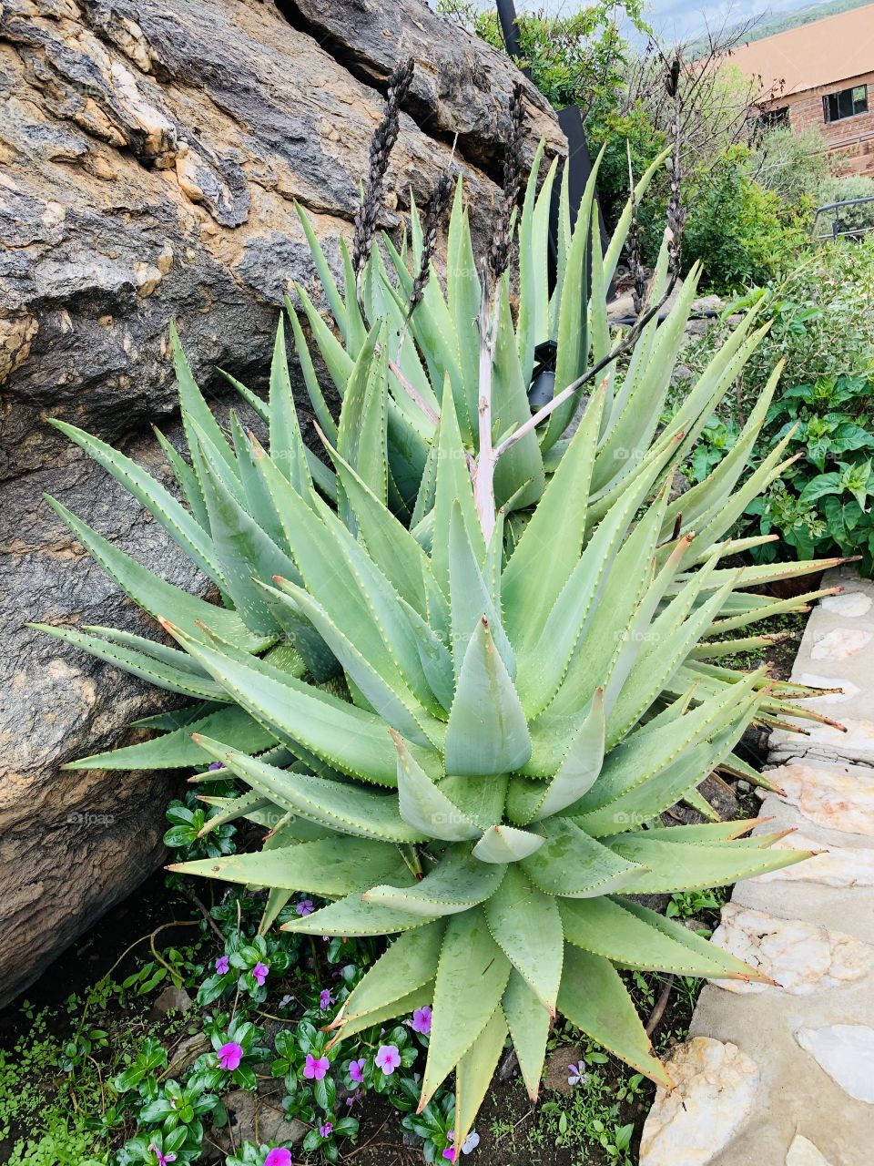 Plants give us life. The beautiful Aloe vera plant