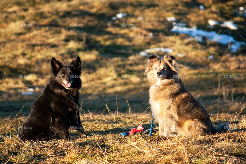 Portrait of two dogs