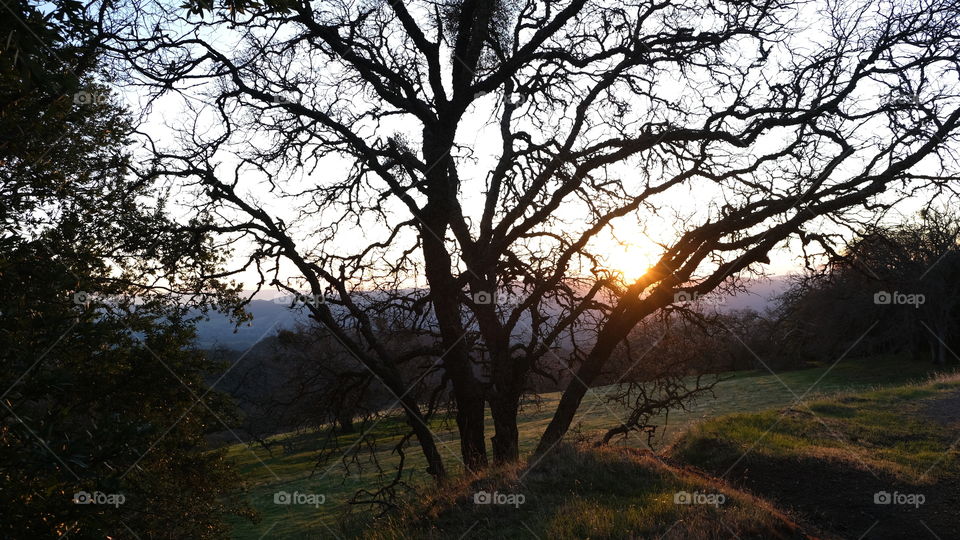 Silhouette of a leafless tree.