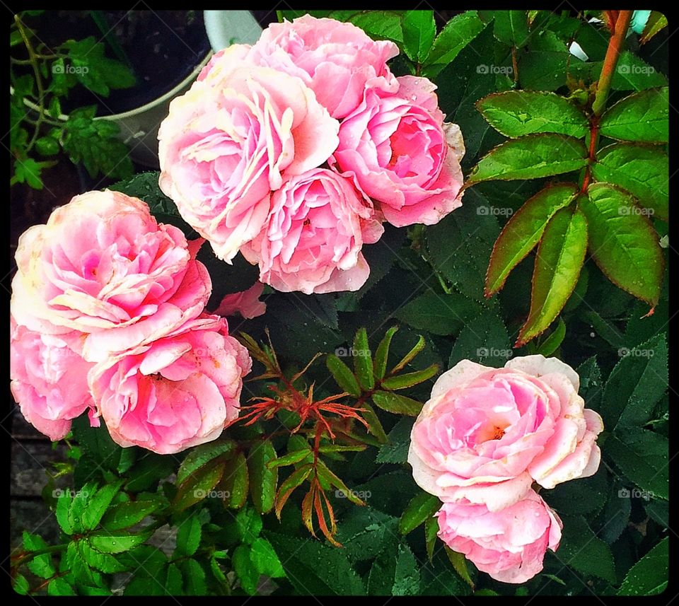 Pink Roses. Lyserøde roser på altan i Danmark 