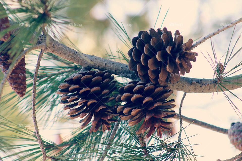 Pine cone growing on a green branch