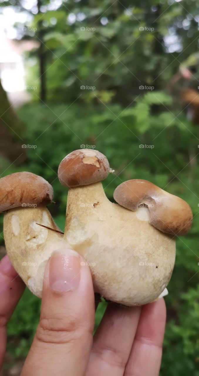 Mushrooms, three in one 😁