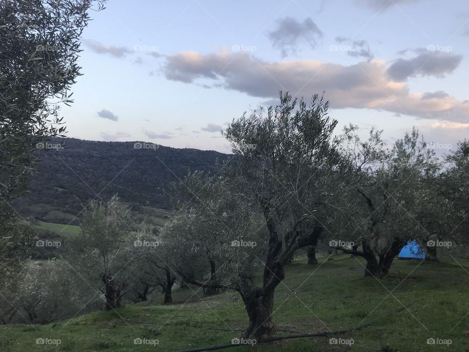 Among the olive trees Kalabaka Greece 🇬🇷