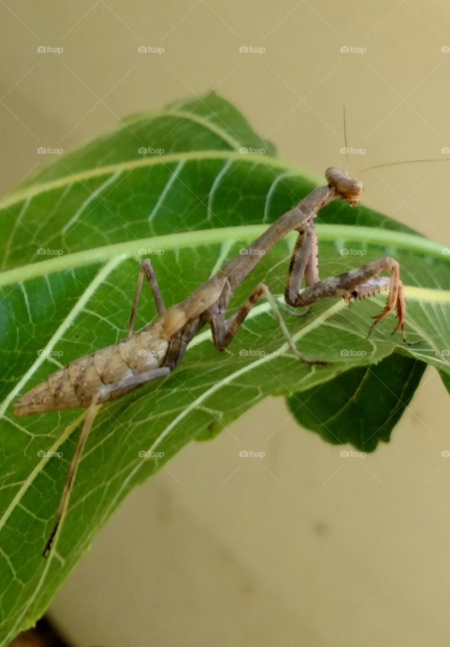 Mantis on Leaf 1