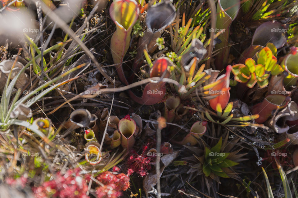 Carnivorous Pitcher Plant, Heliamphora Nutans.