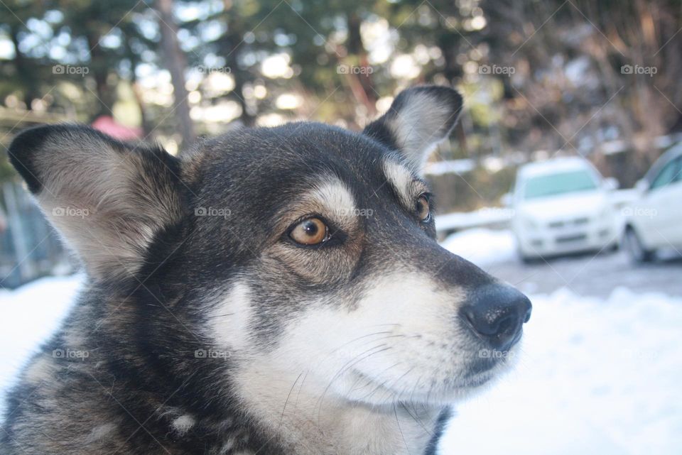 looks like its breed, but its street dog
