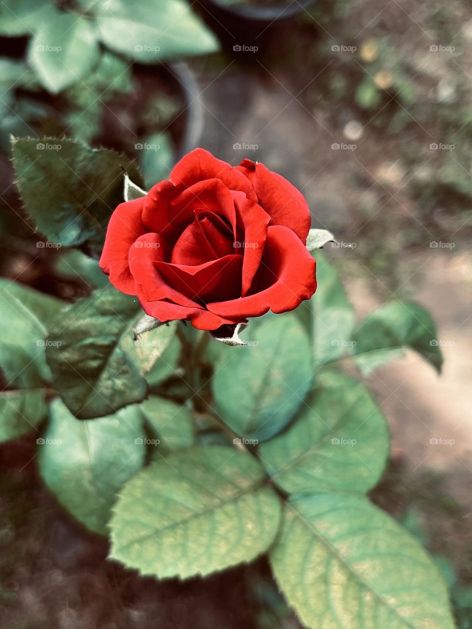 Beautiful rose flower bud🌹