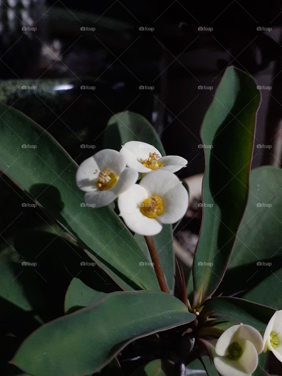 portrait of a flower