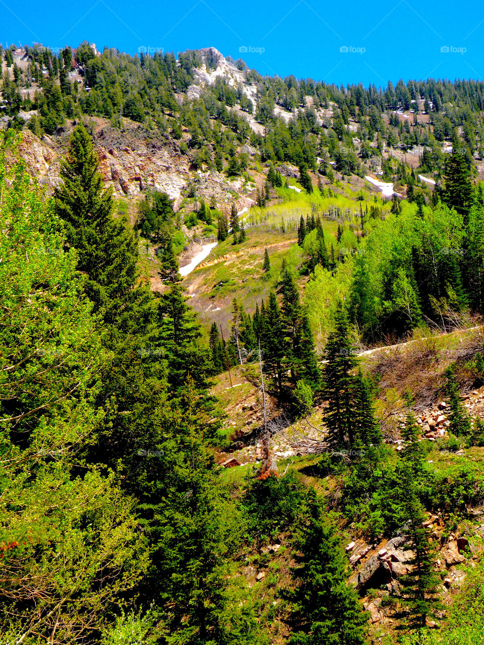 Utah mountain Forest