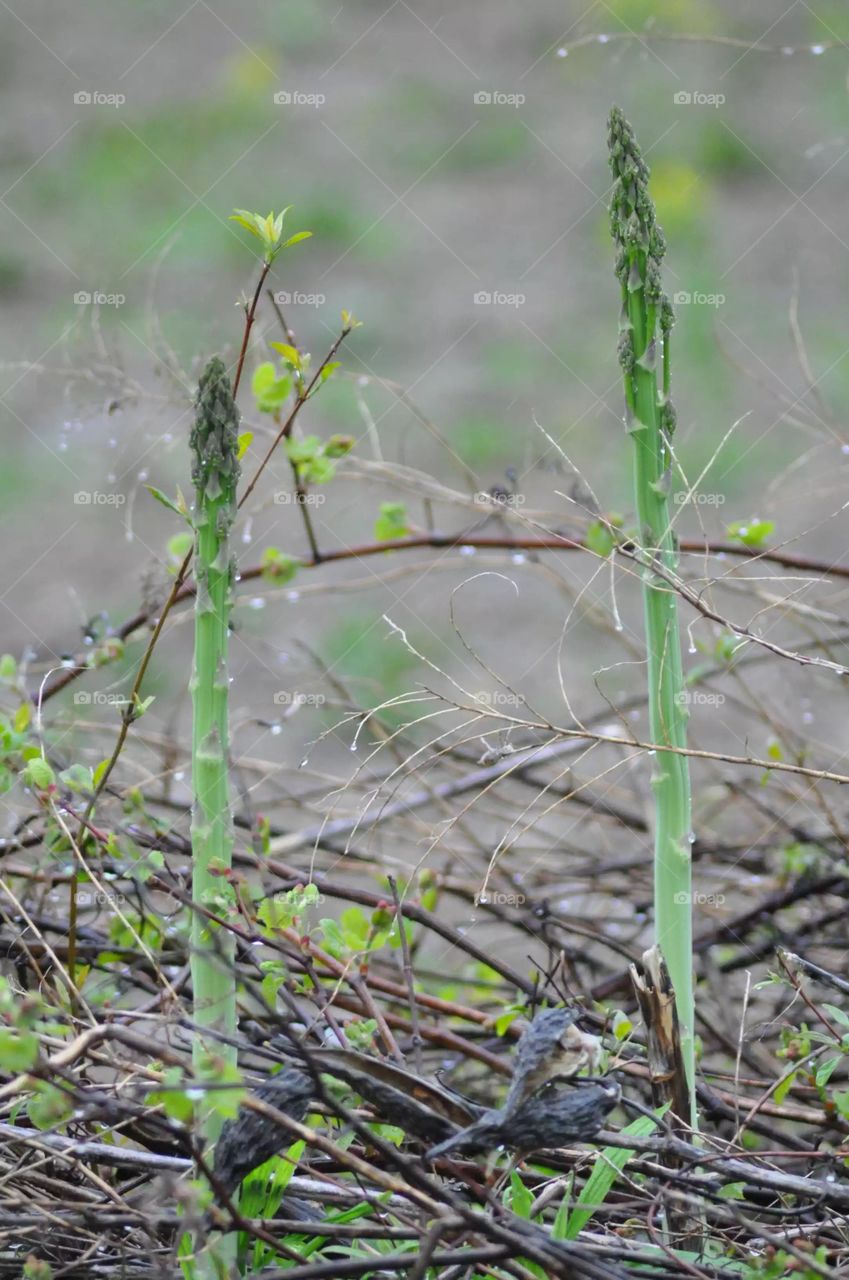 Wild asparagus captured along the side of the country road