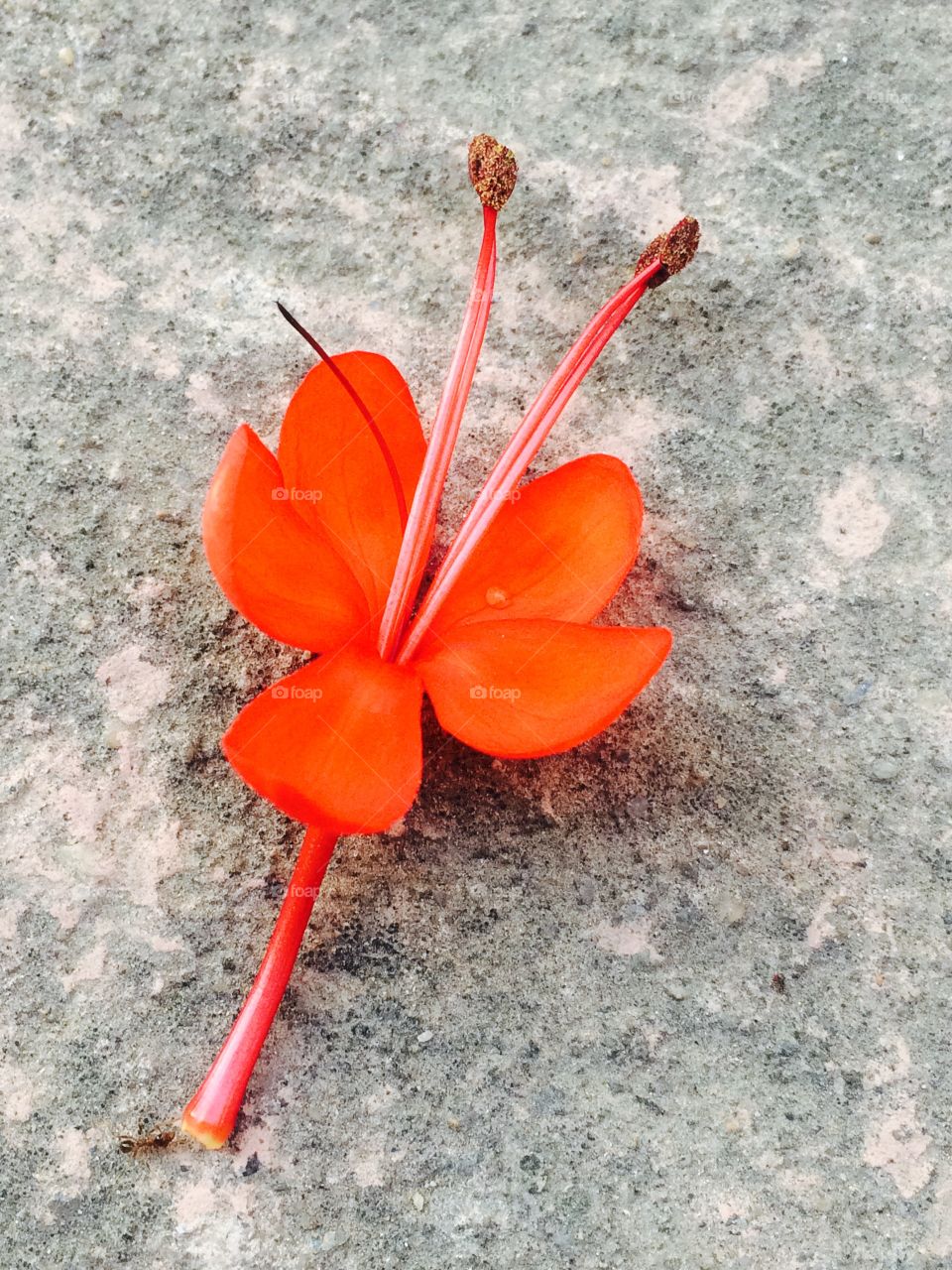 Red orange flower..st