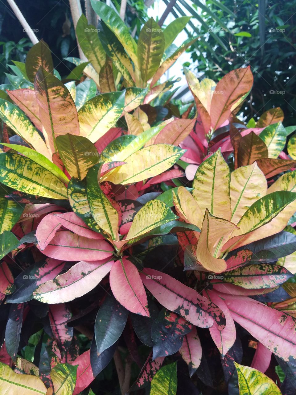 Planting Fields Arboretum State Park, Oyster Bay, NY - August 2017 - Taken on Android Phone - Galaxy S7 - Exploring the Grounds on a Lazy Sunday near the end of Summer