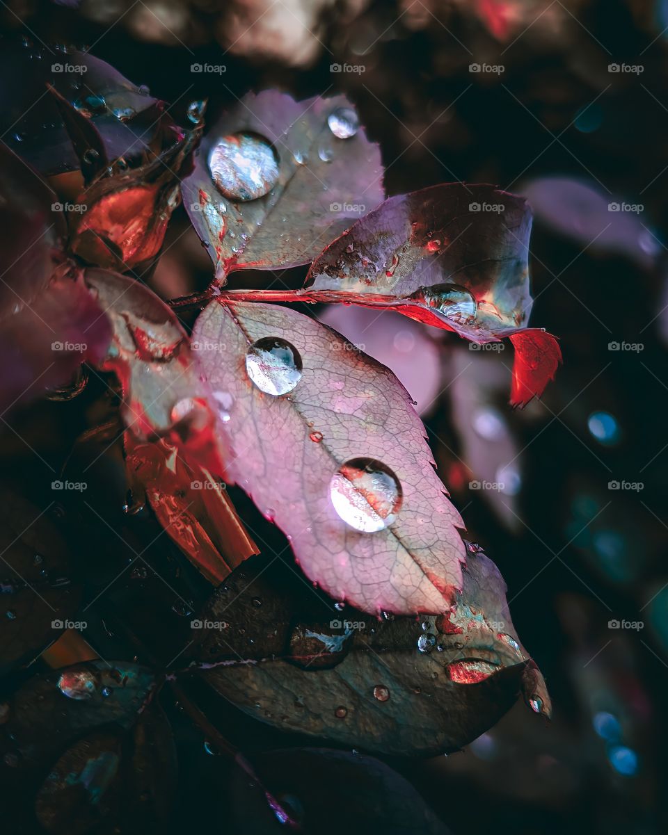 Drops on leaf- Picture has been captured on Realme 6i and edited on Adobe Lightroom application.
Location- Sion fort, Mumbai