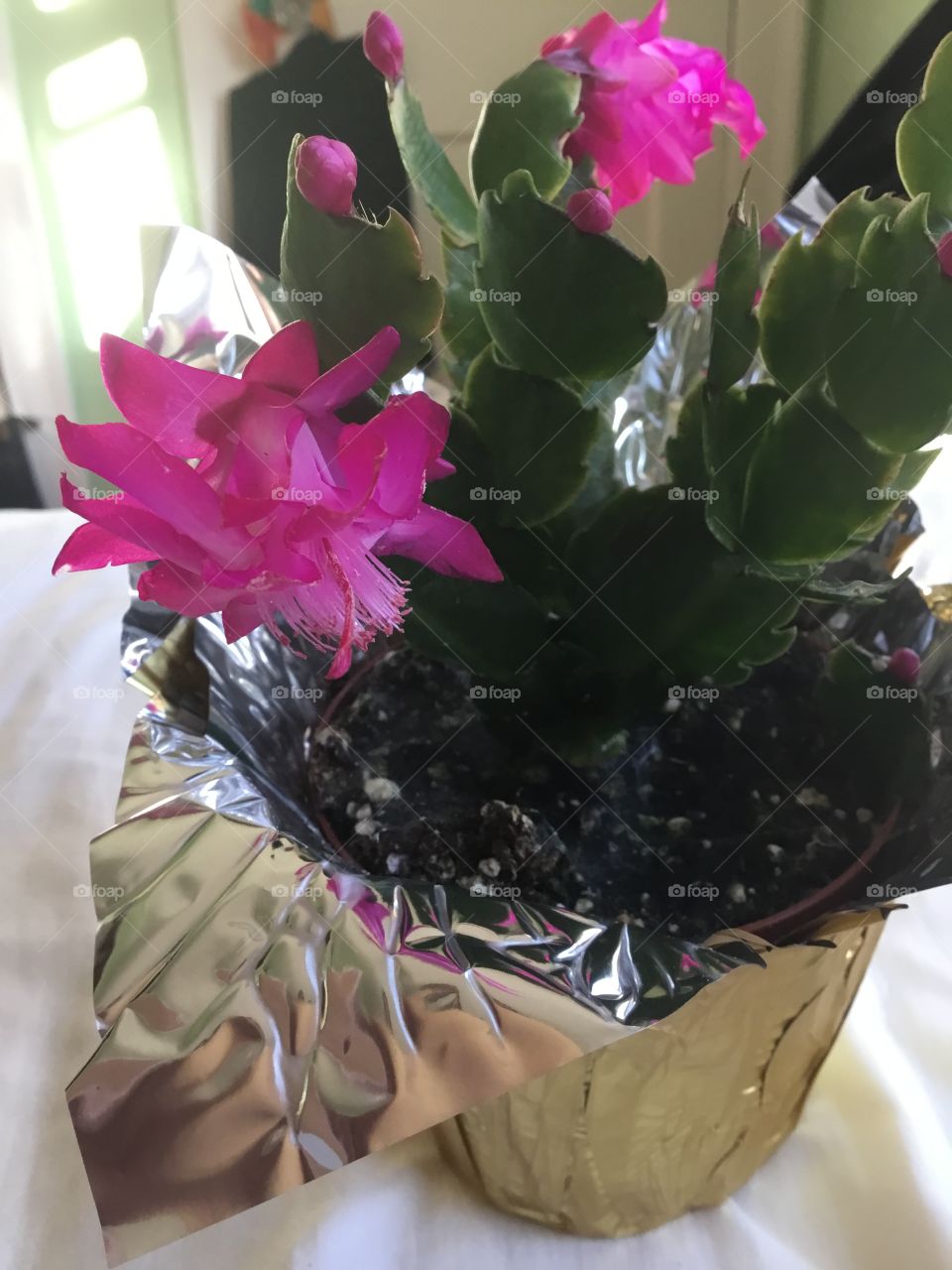 Christmas cactus pop color
