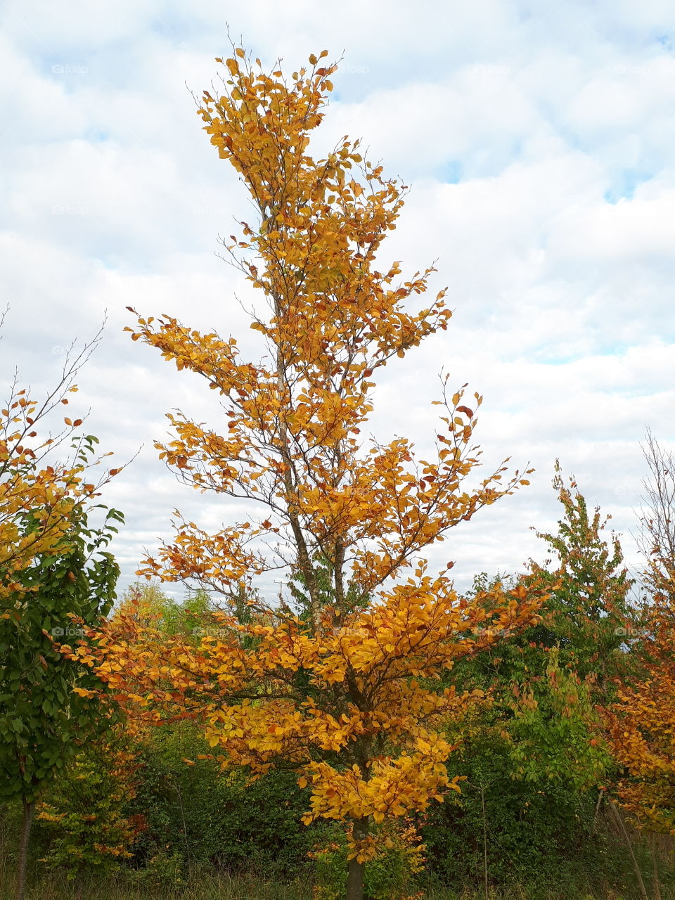 Autumn Colours