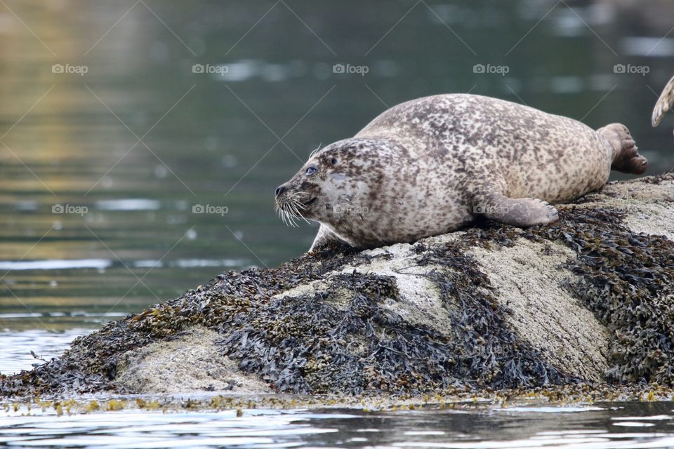 Seal