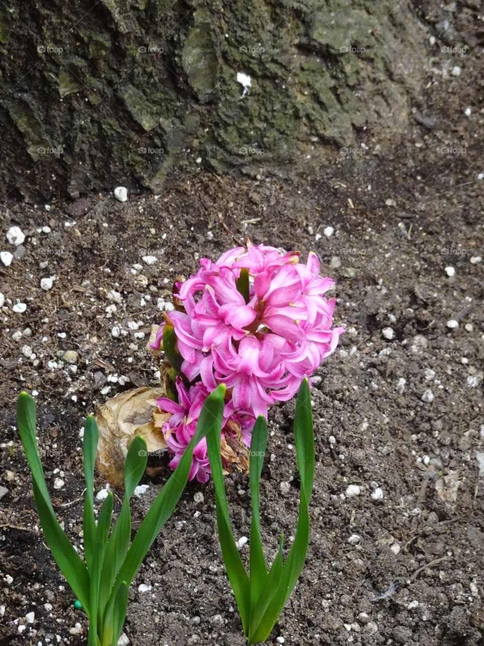 Beautiful flower of Hyacinth 