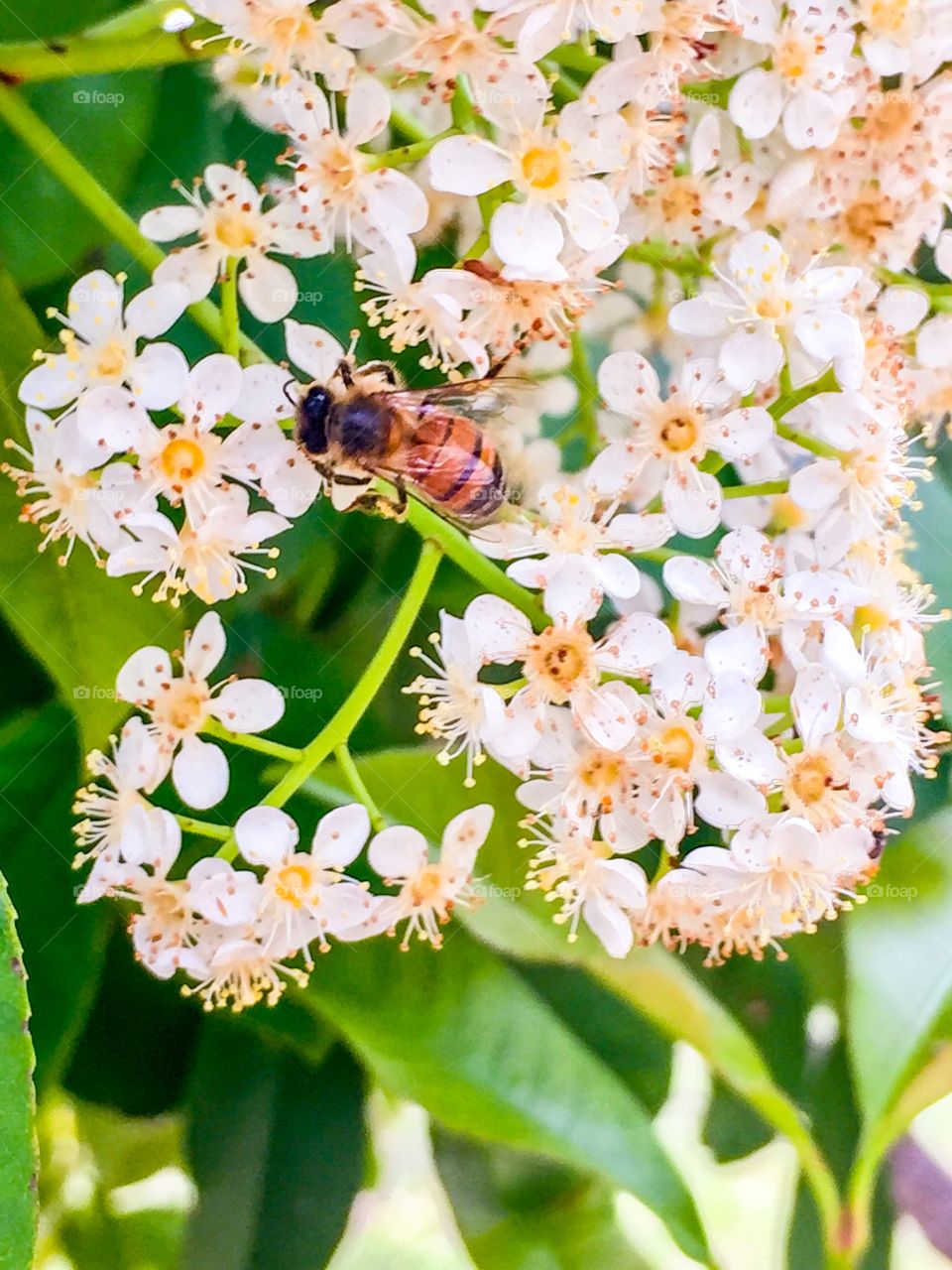 Bee on flowers