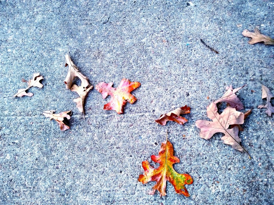Fall leaves