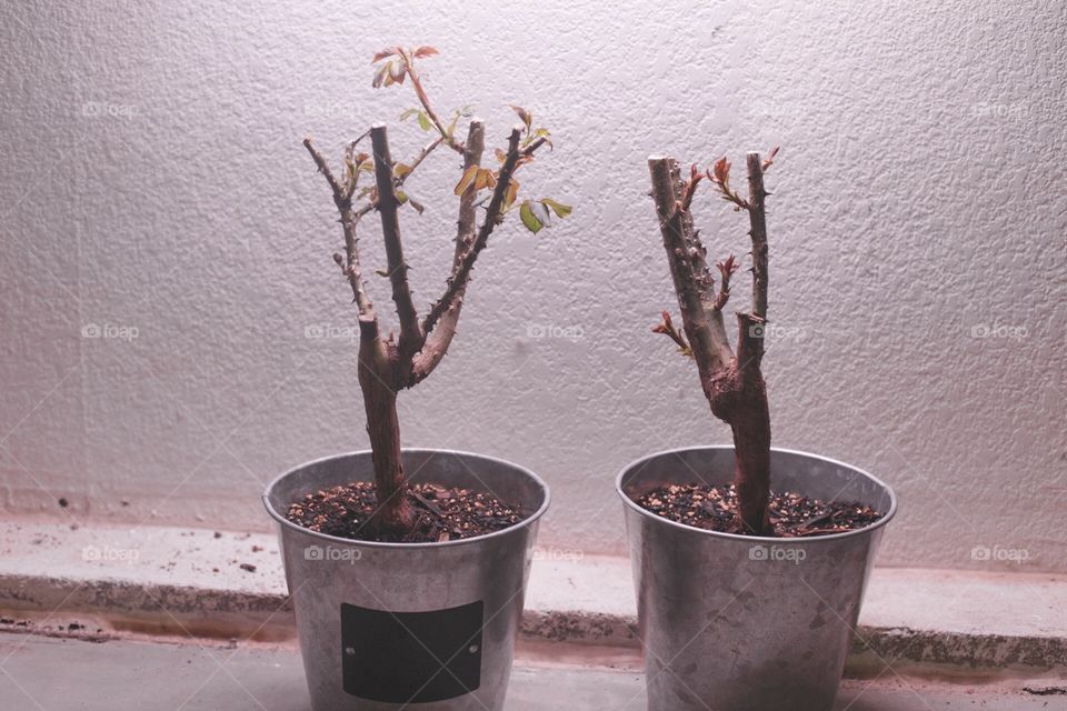 Growing roses 