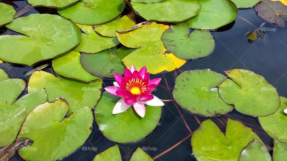 Lilly Pad . Beauty at the San Juan Mission 