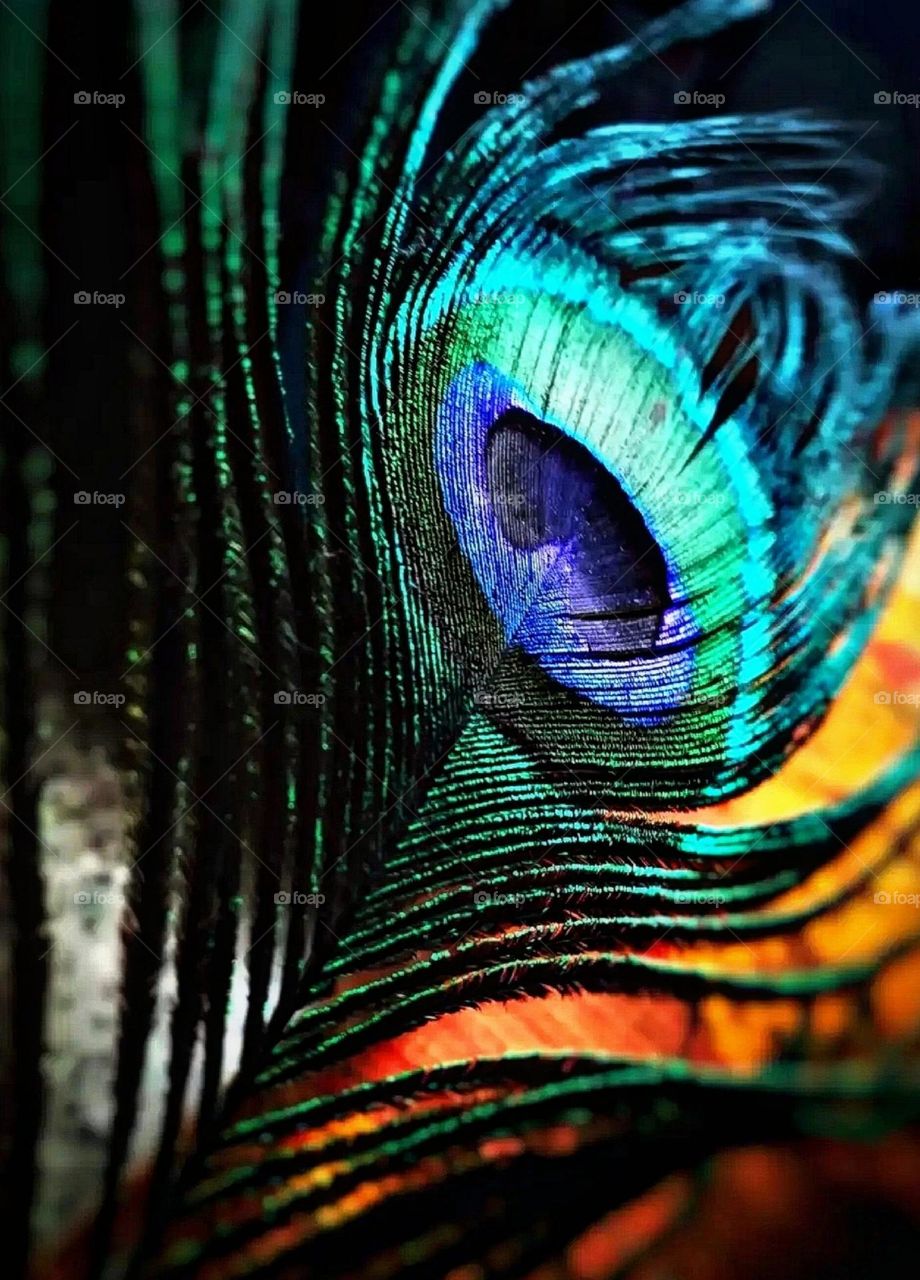 A beautiful and attractive view of peacock feather.