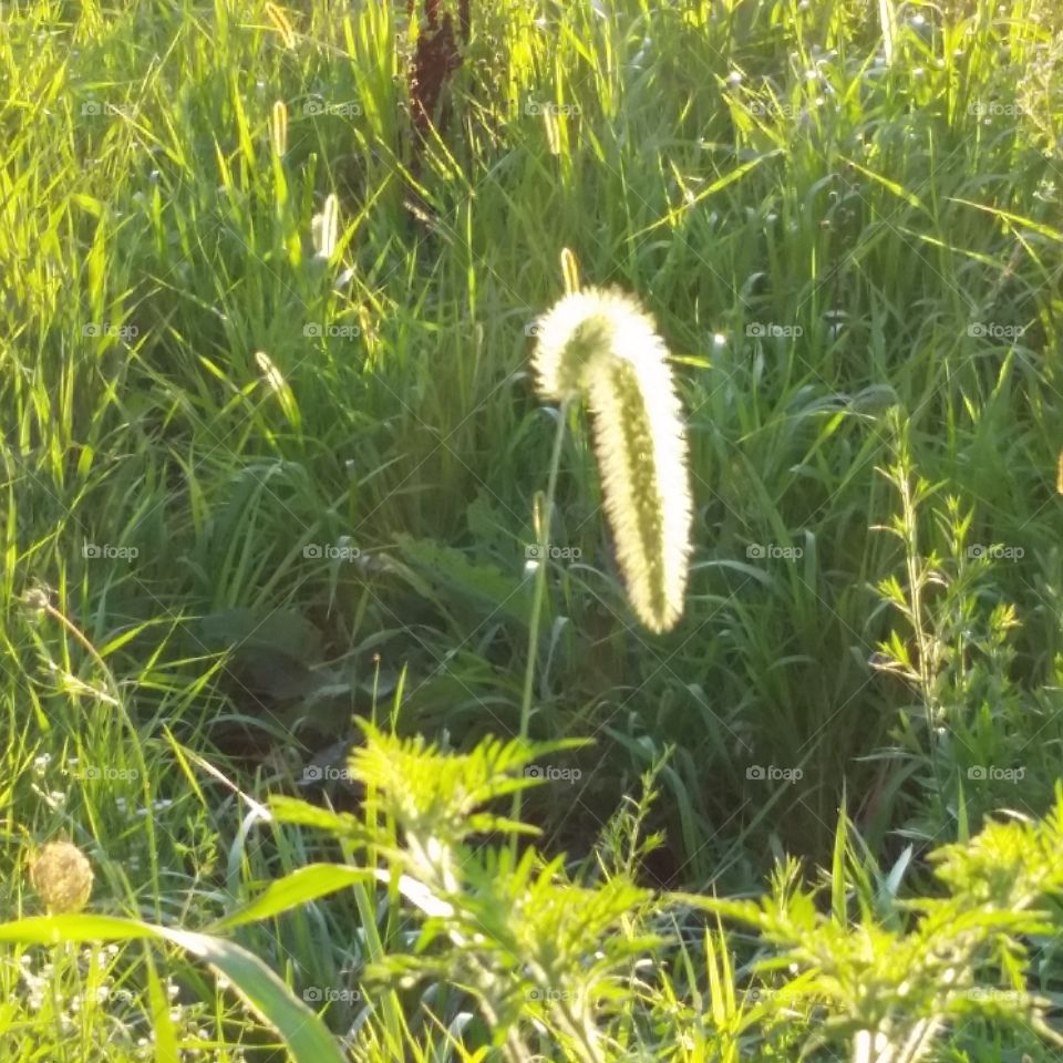 Sun glowing through a caterpillar weed