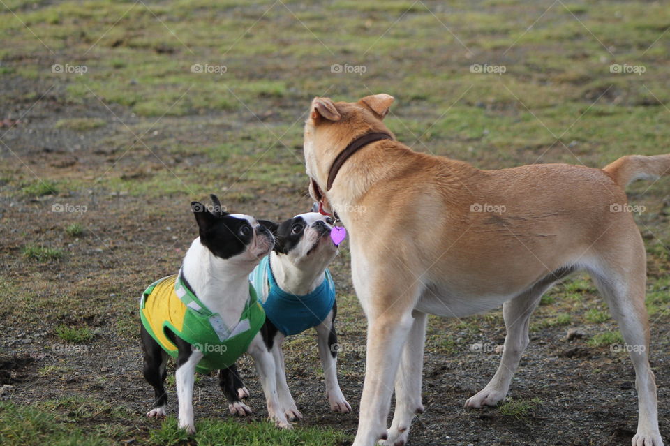 It was dog park time today and it was very busy!  The friendly young gold dog was bouncing around my Bostons just wanting some fun but my dogs in their t-shirts were feeling a little territorial. 