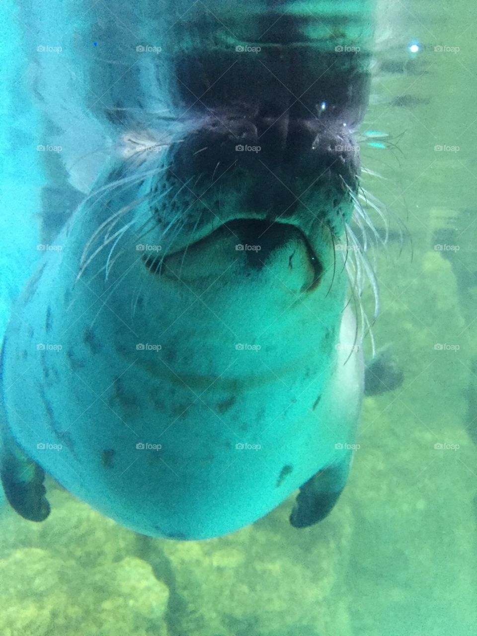 Seal up close