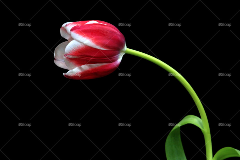 Alone red tulip with black background.