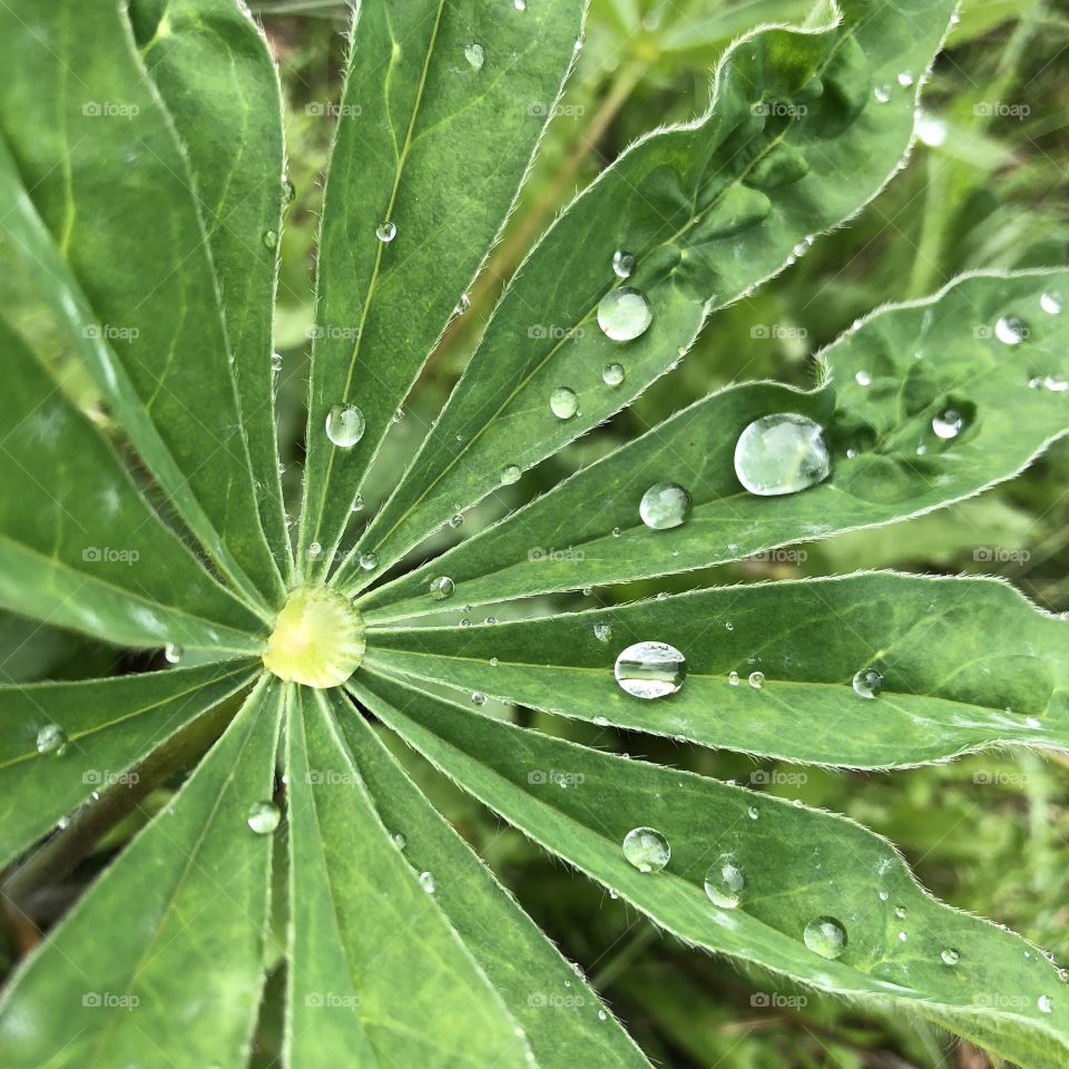 leaf rain drop dew circle