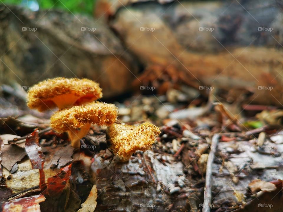 Fungus spreading passed in the forest nature