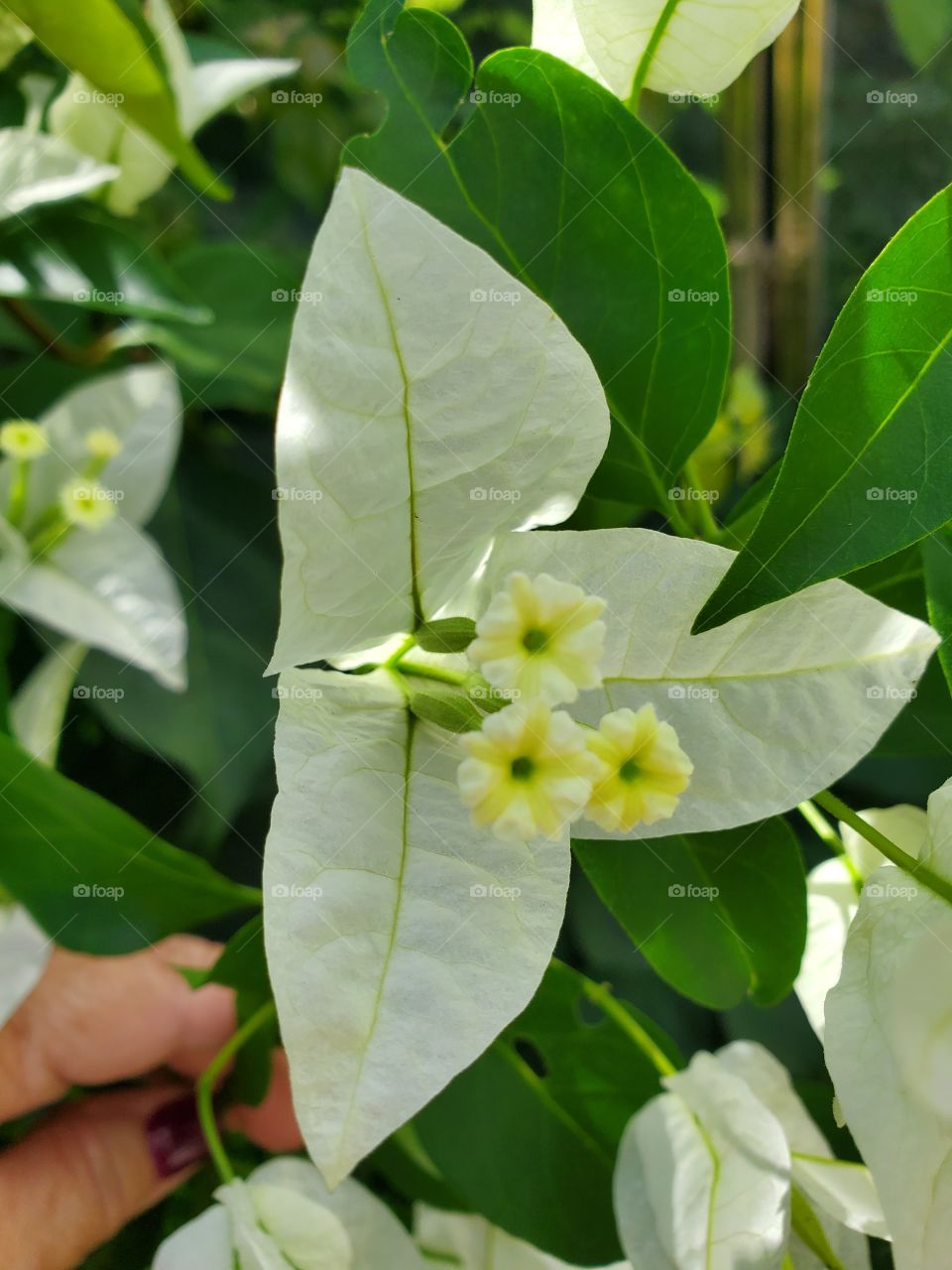 beautiful trinitaria