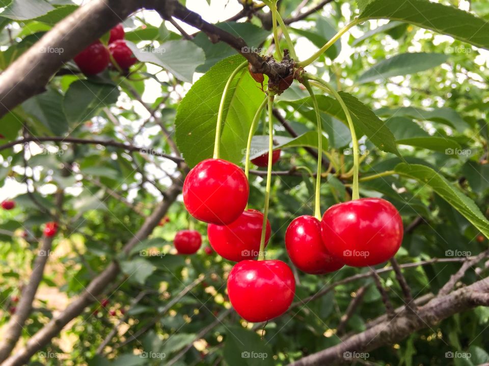 Bunch of cherries in the cherry tree