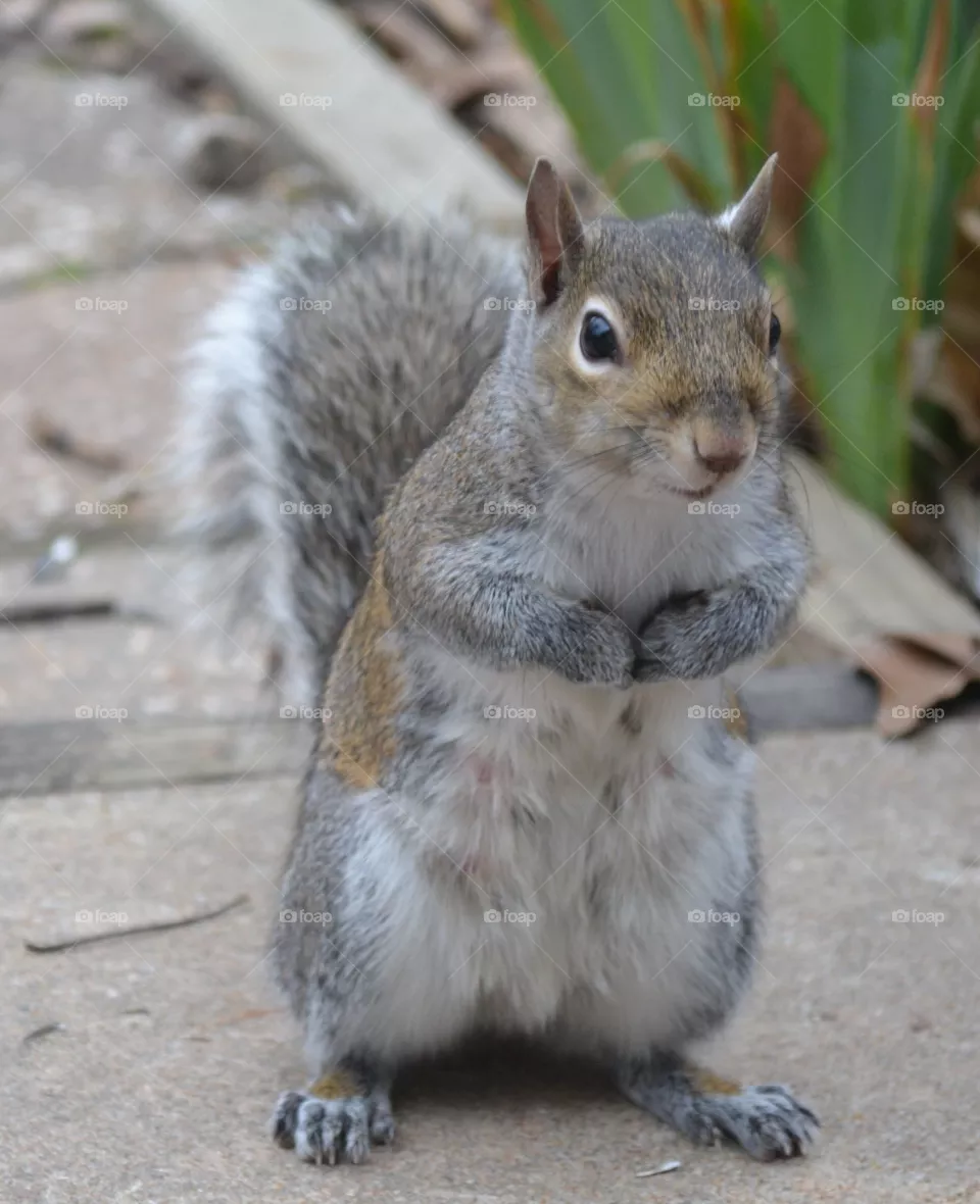 squirrel